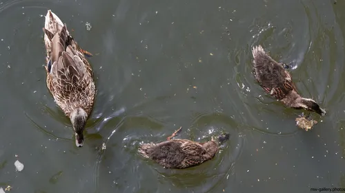 This is a nature photograph featuring three ducks swimming on the surface of a pond, which represents a typical rural scene in the United Kingdom during a spring morning. The animals are positioned in various directions as they search for food, creating gentle ripples on the water. The image is focused on the ducks and the pond, with no visible buildings or other landmarks, highlighting the tranquil aspect of nature found in rural British environments. The still life composition captures the interaction between the animals and their habitat, exemplifying wildlife during the vibrant spring season.